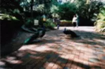bird/oth_trps/11t.jpg