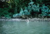 bird/oth_trps/62t.jpg