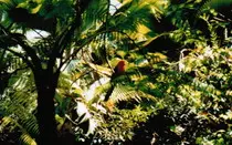 bird/oth_trps/72.jpg