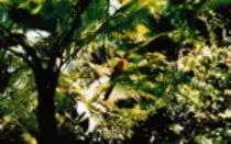 bird/oth_trps/72t.jpg
