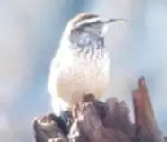 bird/pd16/catcus_wrent.jpg