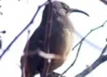 bird/pd16/curve-billed_thrashert.jpg