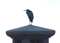 bird/pd16/great-blue_heron.jpg