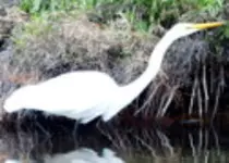 bird/pd16/great_egrett.jpg