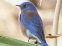 bird/pd16/laz_buntingt.jpg