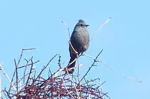 bird/pd16/phainopepla.jpg