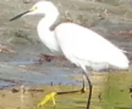 bird/pd16/snowy_egrett.jpg