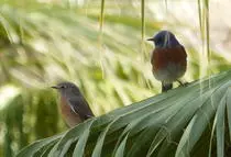 bird/pd16/western_bluebird.jpg