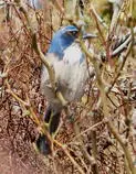 bird/pd16/western_scrub-jay.jpg