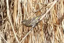 bird/pd16/yellow-rumped_warbler.jpg