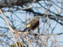 bird/pd16/yellow-rumped_warbler2.jpg