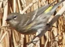 bird/pd16/yellow-rumped_warblert.jpg