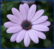 IMAGEN/FLOR.jpg