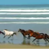 ocean-horses.gif