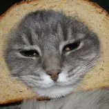 assets/cat.gif