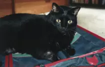 Pictures/Whiskers2.jpg