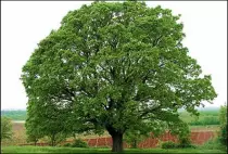 oak trees1.jpg