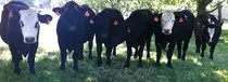 cows.jpg