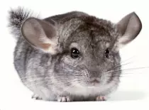 Chinchilla.jpg