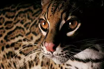 images/ocelot_sized.jpg