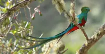 images/quetzal.jpg