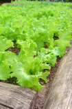 assets/vegetable-garden.jpg