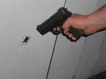 spider.jpg