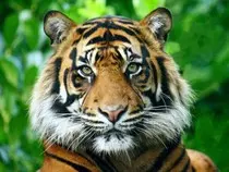imagen/animal.jpg