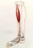 Project/images/tibialis_anterior.jpg