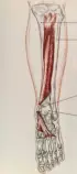 Project/images/tibialis_posterior.jpg