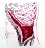 Project/images/transversus_abdominus.jpg