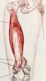 Project/images/vastus_intermedius.jpg
