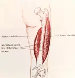 Project/images/vastus_medialis.jpg