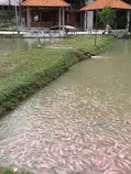 images/talapia.jpg
