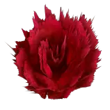 tom/Tom/color/globe/assets/rose.png