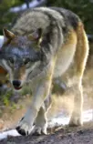 Miriadax/Desarrollo_HTML5/MOD02_TEMA03_EJEP2P03/lobo.png