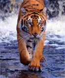 Miriadax/Desarrollo_HTML5/MOD02_TEMA03_EJEP2P03/tigre.png