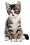 modulo2/opcional2/img/gatitogrande.png
