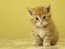 gato03.jpg