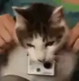 images/cat.png