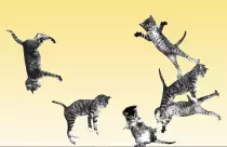images/catbounce.png