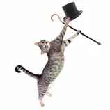 images/catdance.gif
