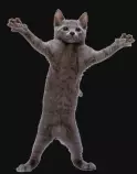 images/dancingcat.gif