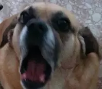 images/ruff.png
