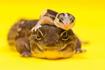 images/reptiles.jpg