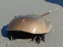 crab4.gif