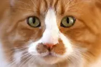 images/2.jpeg