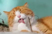 images/3.jpeg