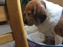 CHLOE.jpg