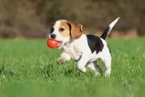 images/dog/dog_c_scale,w_1257.jpg